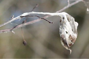 Close up of overwintering webs of browntail moth in ornamental crabapple (Maine Forest Service Photo, February 2017)